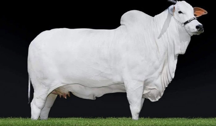 Viatina-19: The World's Most Expensive Cow Sold for $4 Million.