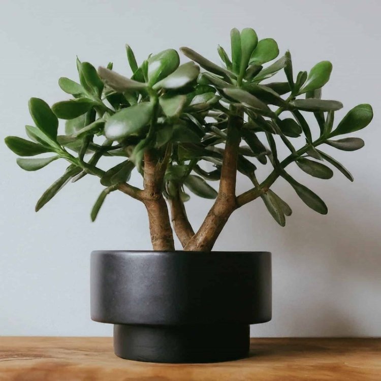 Money Plant: Benefits, Vastu Tips, and Proper Care for Wealth & Positive Energy