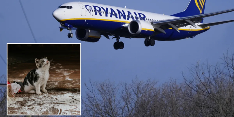 Cat Delays Ryanair Flight for Two Days: Unusual Incident at Rome Airport